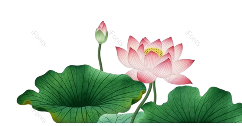 叶子图片,节日元素,夏至PNG,荷花免抠素材